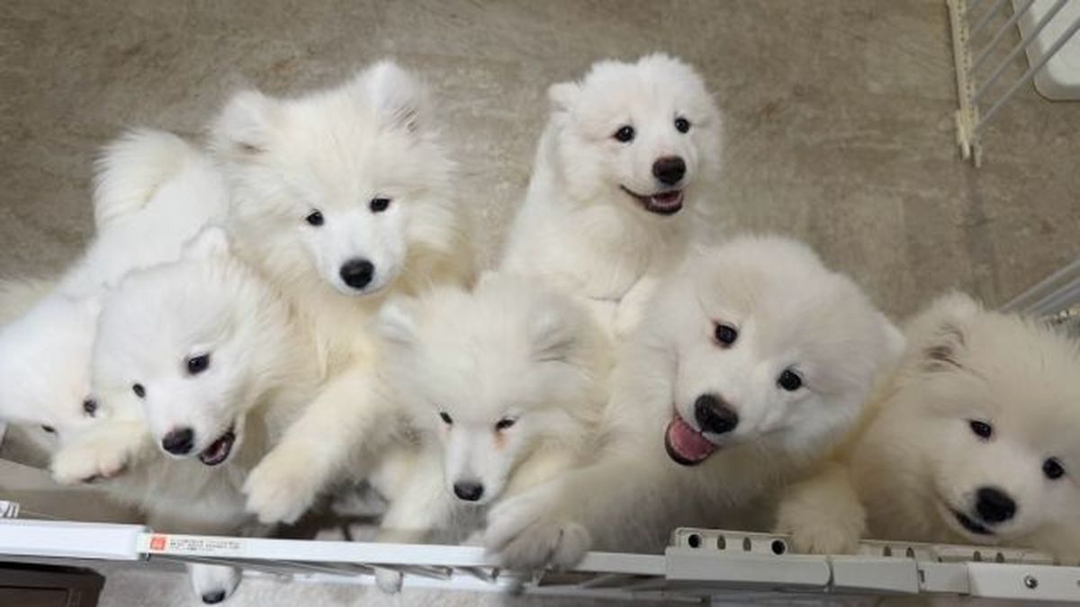 SAMOYED PARK 福岡天神店 - Restaurant Guide - TableCheck