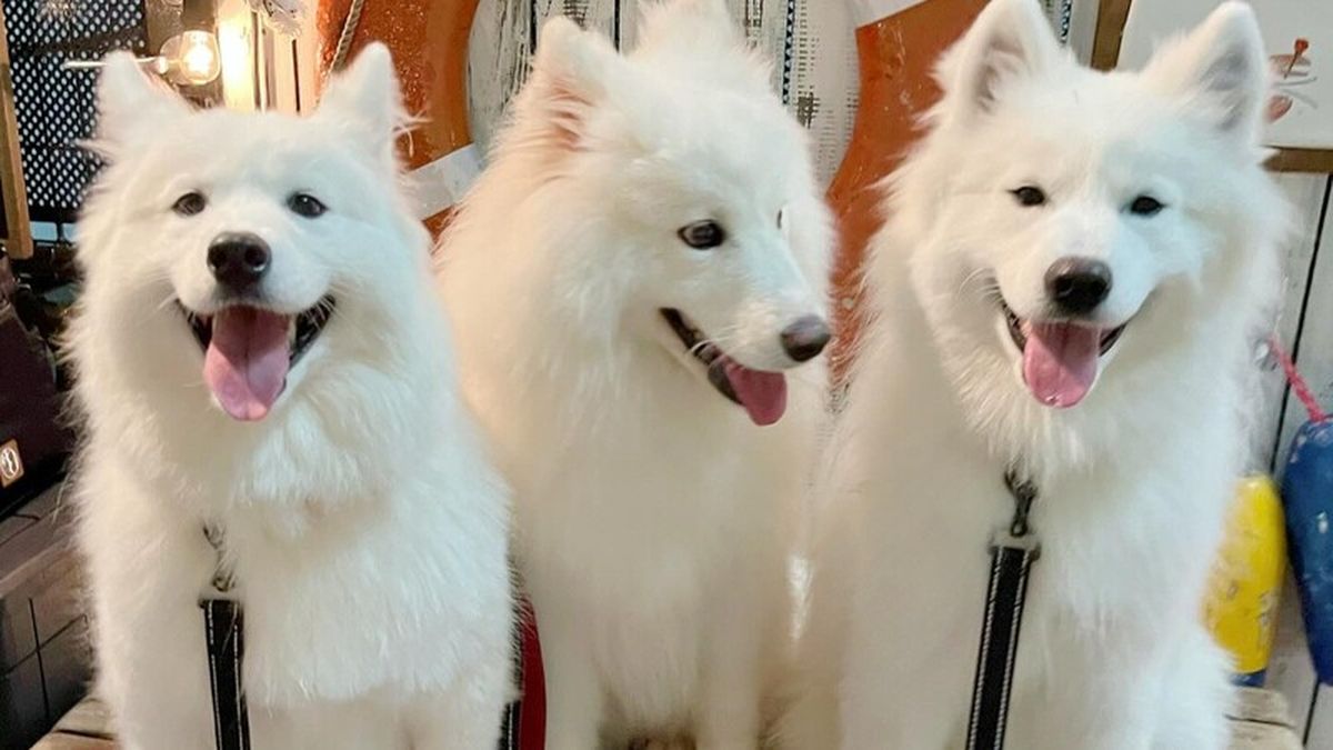 Samoyed Cafe moffu Takeshita Street - Restaurant Guide - TableCheck