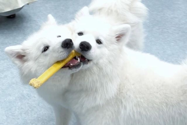 Samoyed Cafe Al Kobe