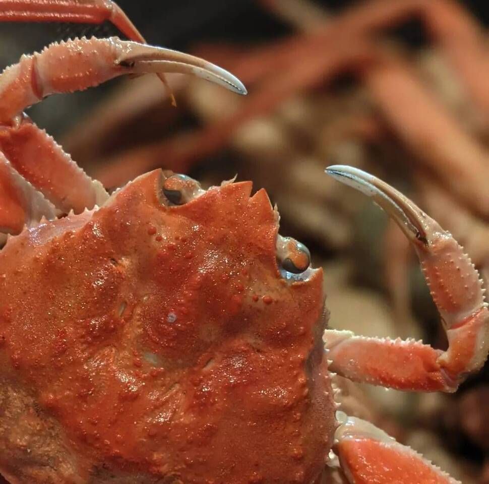 香箱蟹のコース （11/13〜12/29限定）