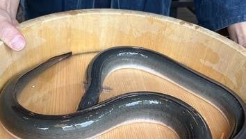 用葉掛米製成的現切鰻魚套餐（附烤飯）【桶式】客製化迷你懷石套餐