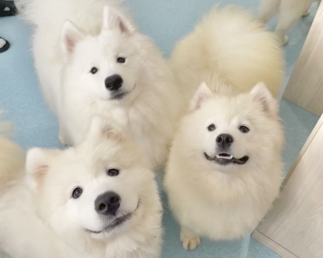 ≪토일요일 공휴일≫ 통상 티켓(50분)