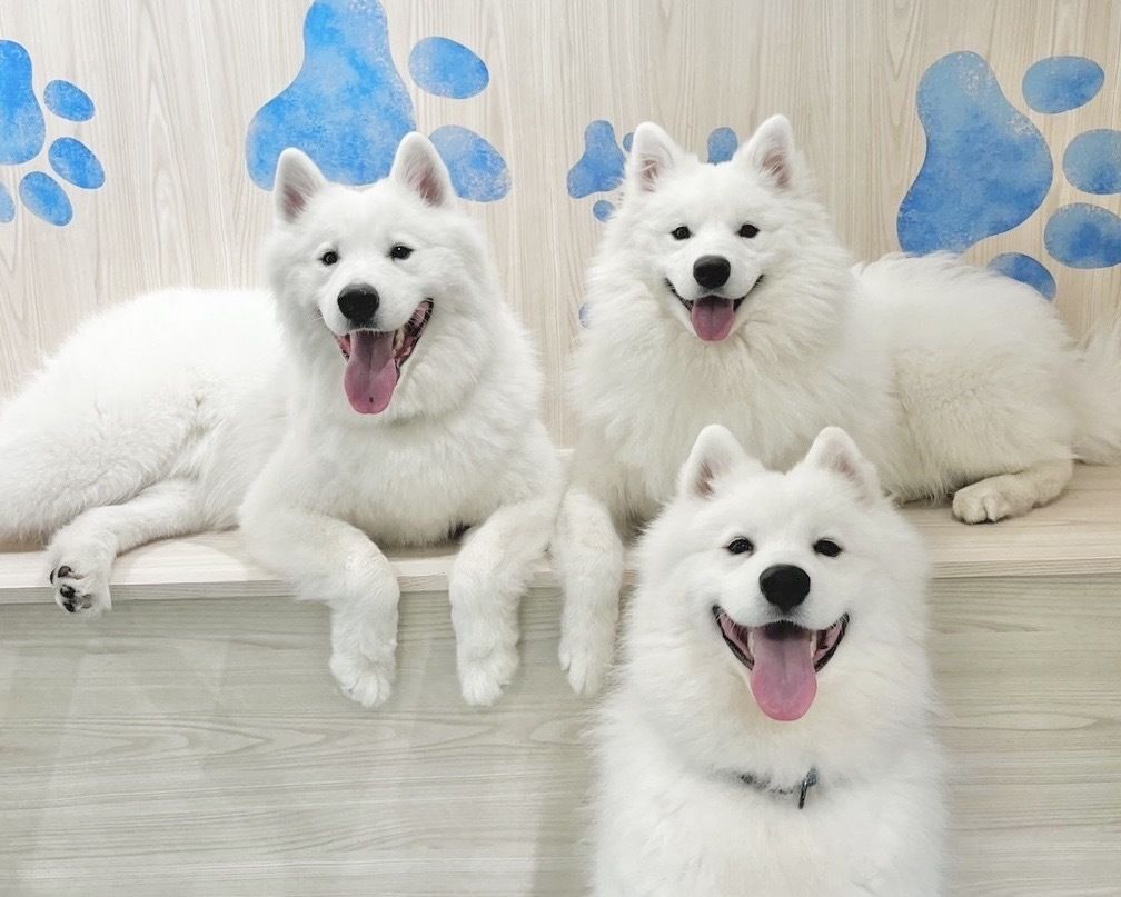 ≪토일요일 공휴일≫ 통상 티켓(50분)