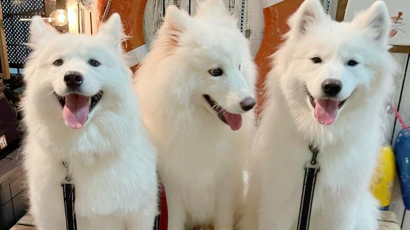 Samoyed Cafe moffu Takeshita Street