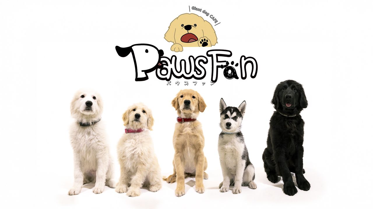 Large dog cafe Paws Fan