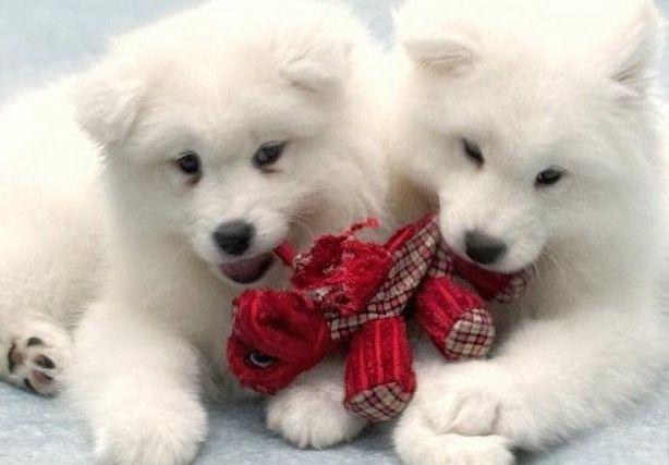 Samoyed Cafe Al Kobe