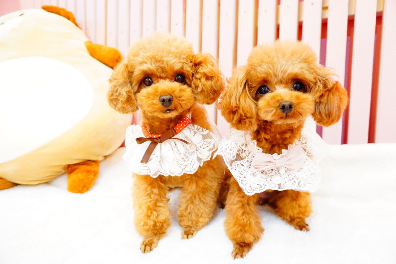 大満足★ポラロイド&グッズ付き！1時間フルコース