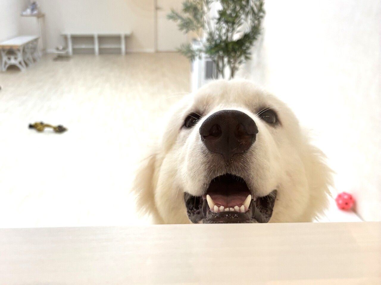 [Weekday Student Discount] Hitomofu Course (60 minutes)