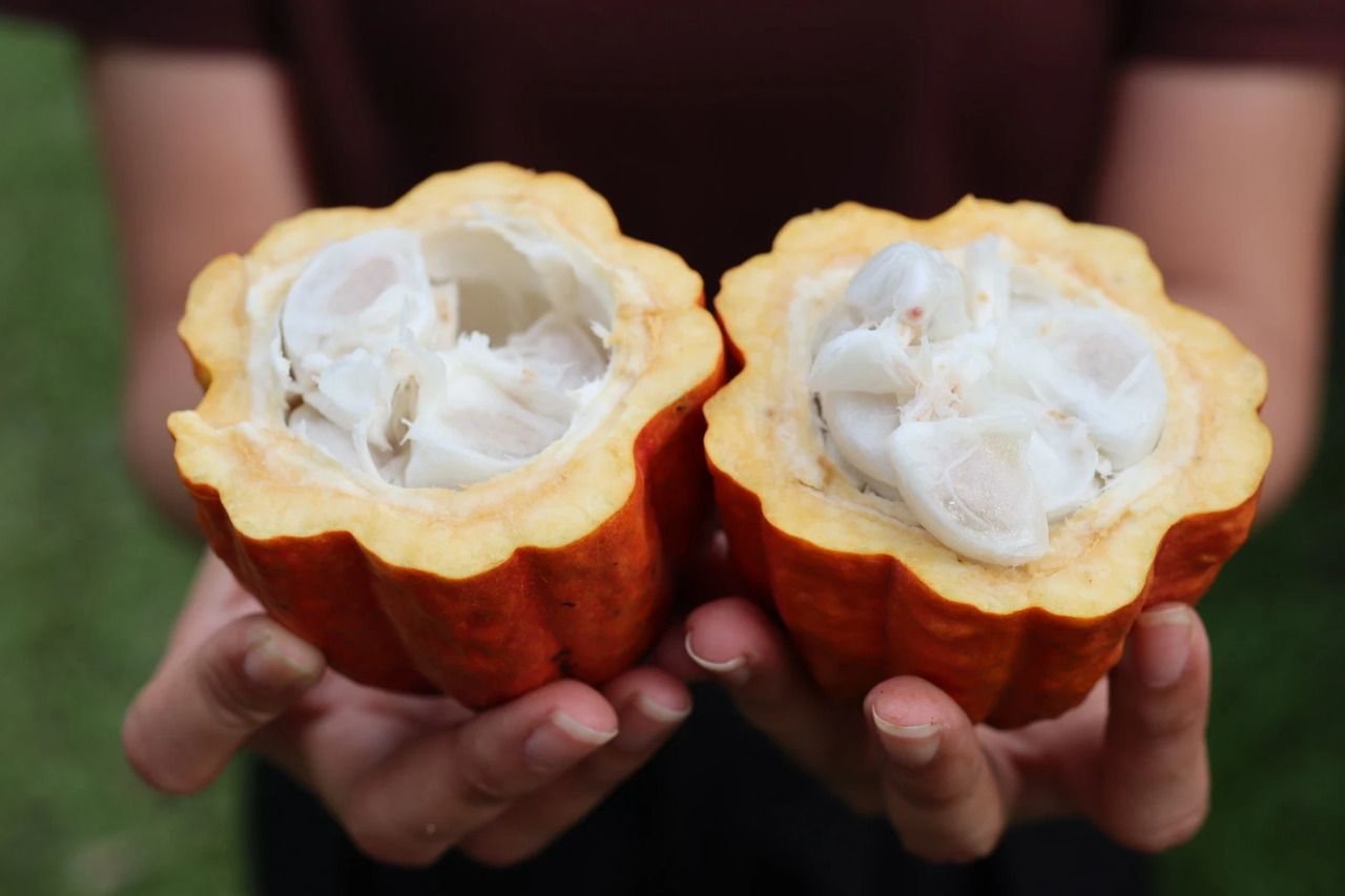 Kakao‑Reise‑Menü