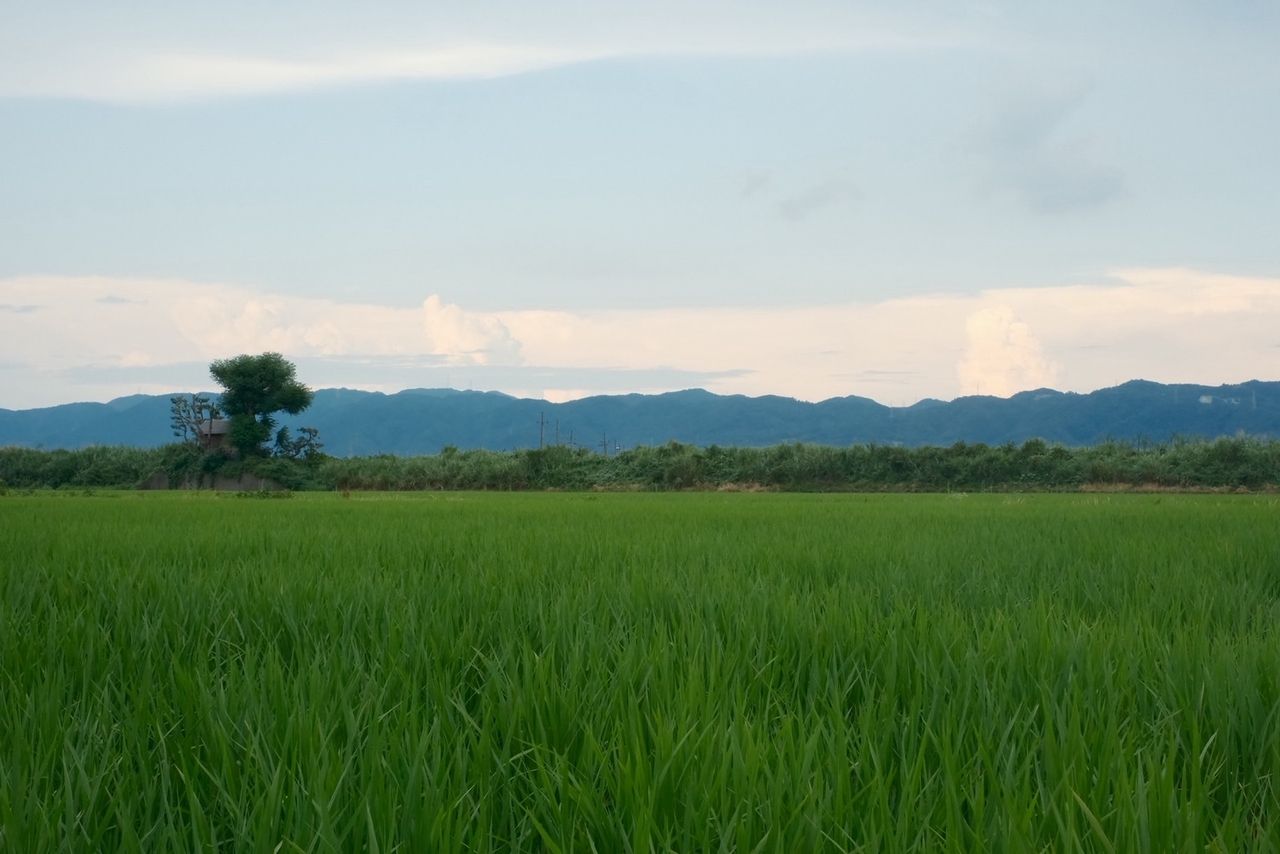 [Ideal] Yamada Farm x Tsuki no Katsura x Fushimino Ideal Mizuki Collaboration Event