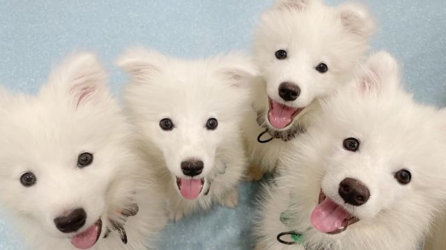 Samoyed Cafe Al Asakusa