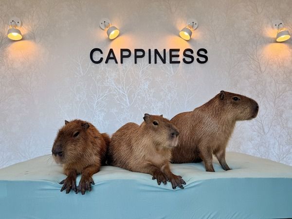 CAPPINESS OSHIAGE