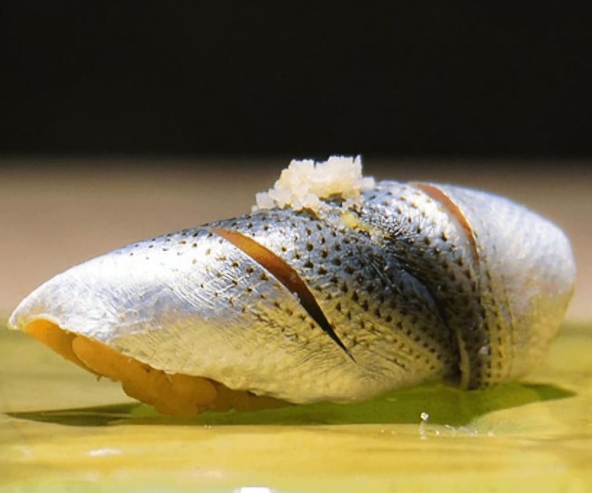 B コース（おまかせ）