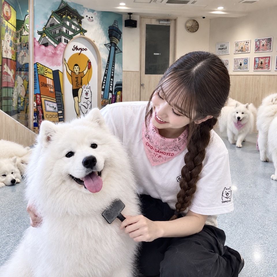 ≪All days≫ 1-day Samoyed staff experience plan (60 minutes)
