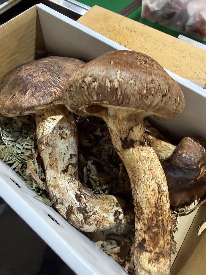 Matsutake course