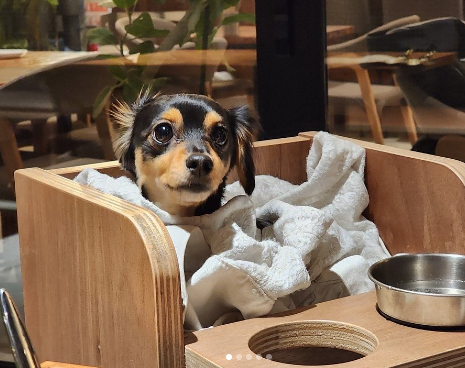 테라스석(🐕완짱 동반)