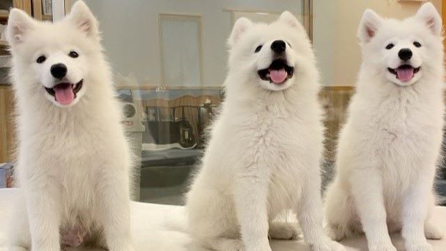 Samoyed Cafe AL Komazawapark