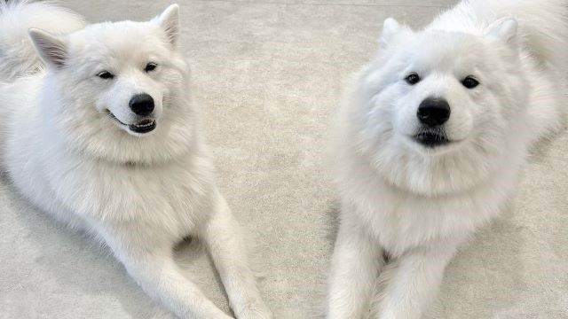 Samoyed Cafe AL Komazawapark
