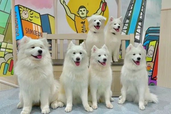 Cho! Samoyed Tsutenkaku store