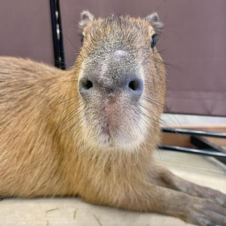 Capybara Cafe Moffu Takeshita Street