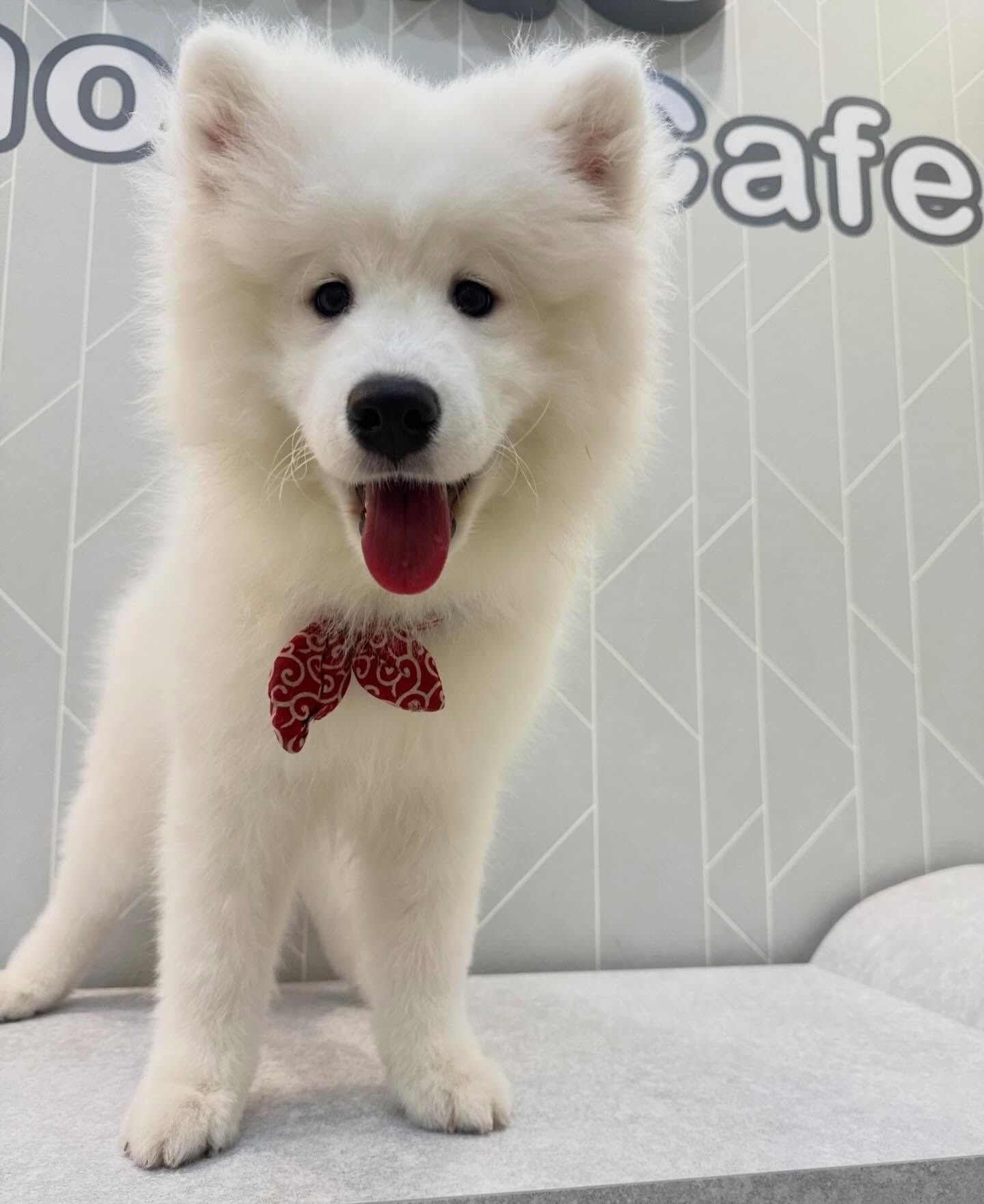 Large Dog SMILE LAND