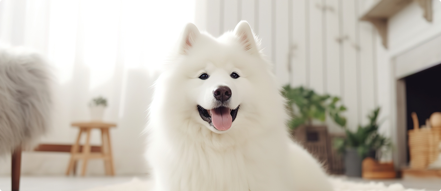 FUFU Samoyed Cafe Kichijoji
