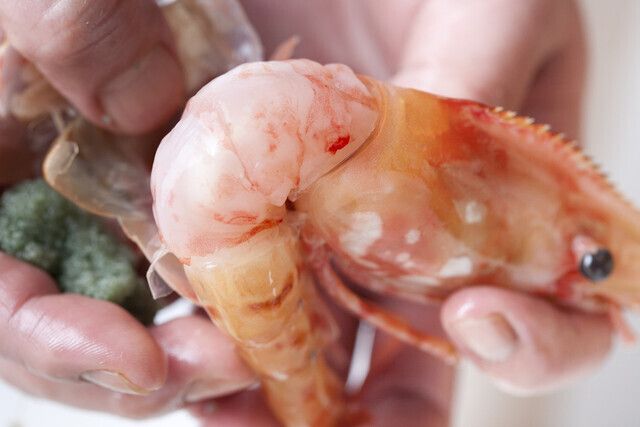 [Lunch Omakase 8,800 yen (Sazanami)] Enjoy 11 seasonal nigiri sushi and traditional squid somen noodles