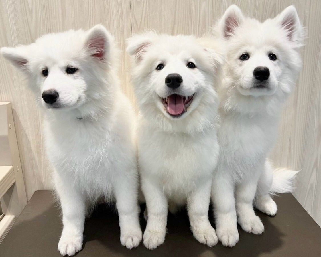 ≪平日≫通常チケット（50分）