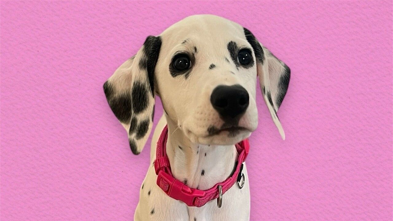  Interactive Course (50 minutes)