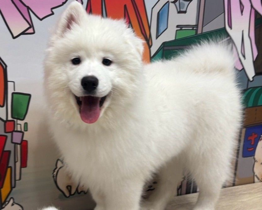 Weekends and Holidays: Regular ticket (50 minutes)