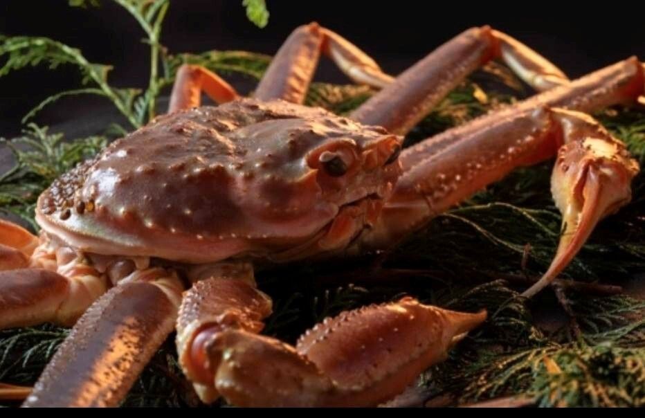 Special live Matsuba crab course (winter)(The listed price is for 1 person)