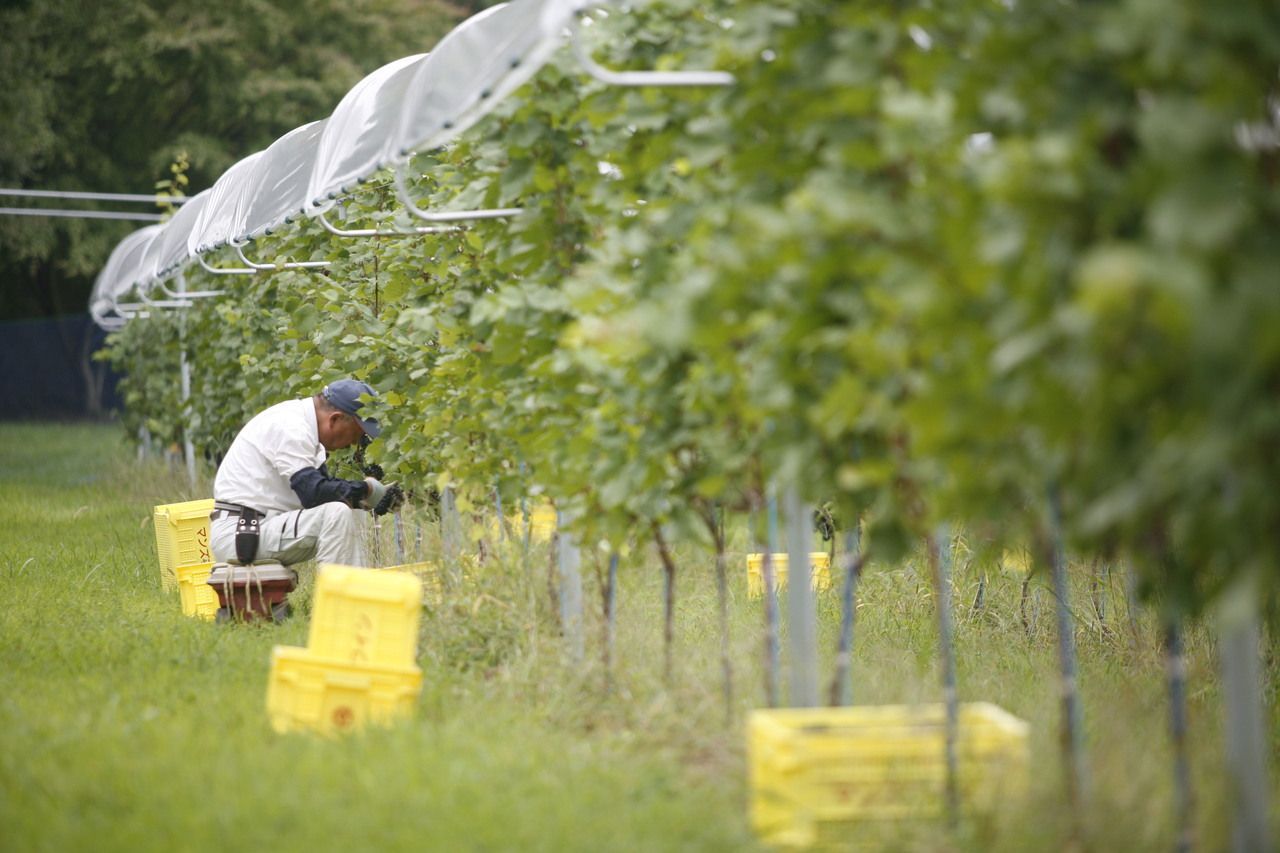 【第1回】マンズワイン 小諸ワイナリー (長野県小諸市)