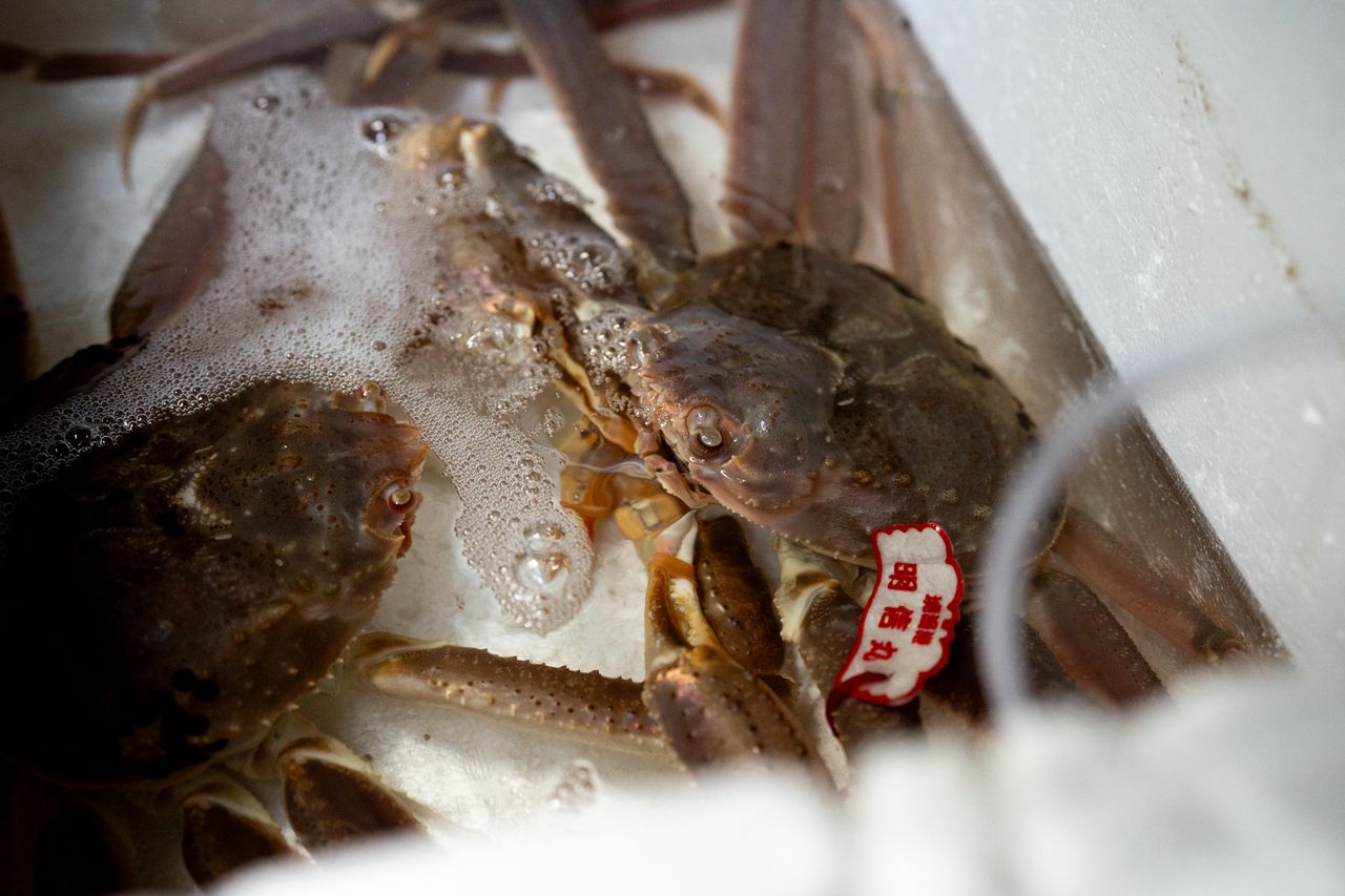 活き松葉蟹コース