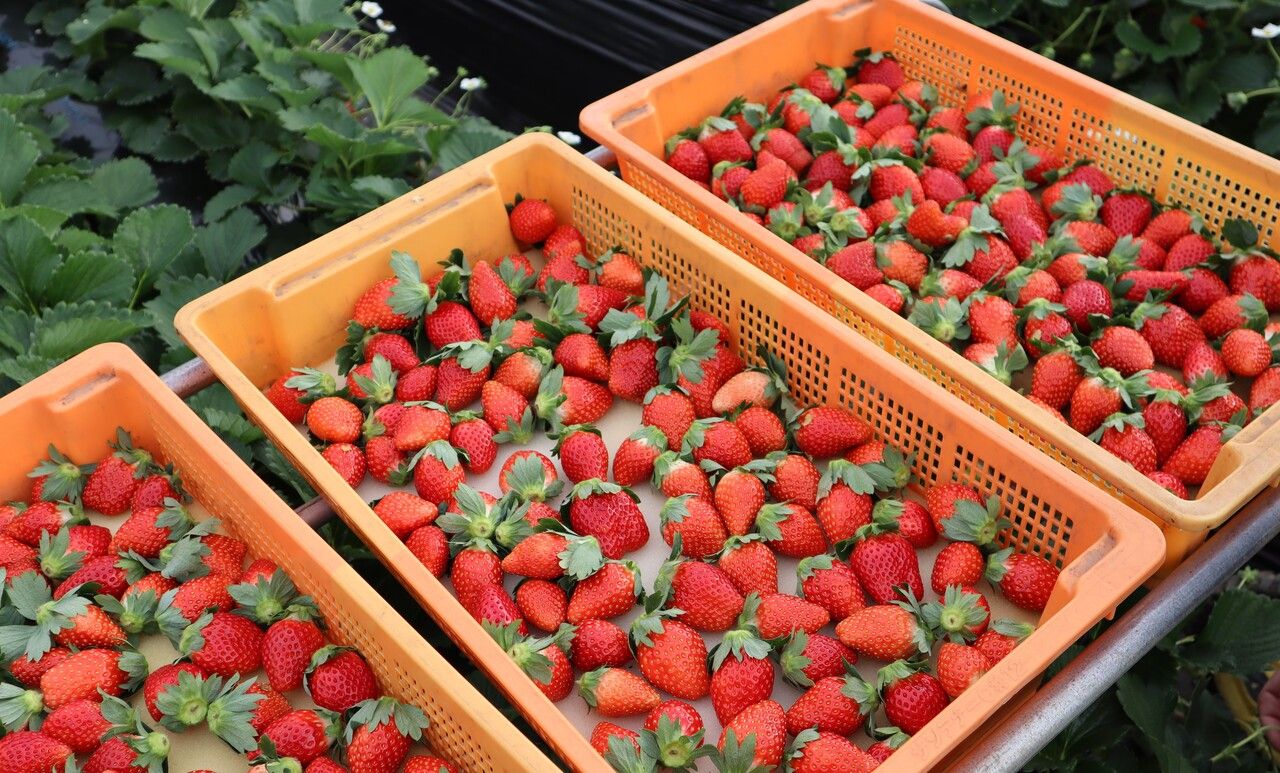 フルーツコース「ブランド苺」(小人料金)