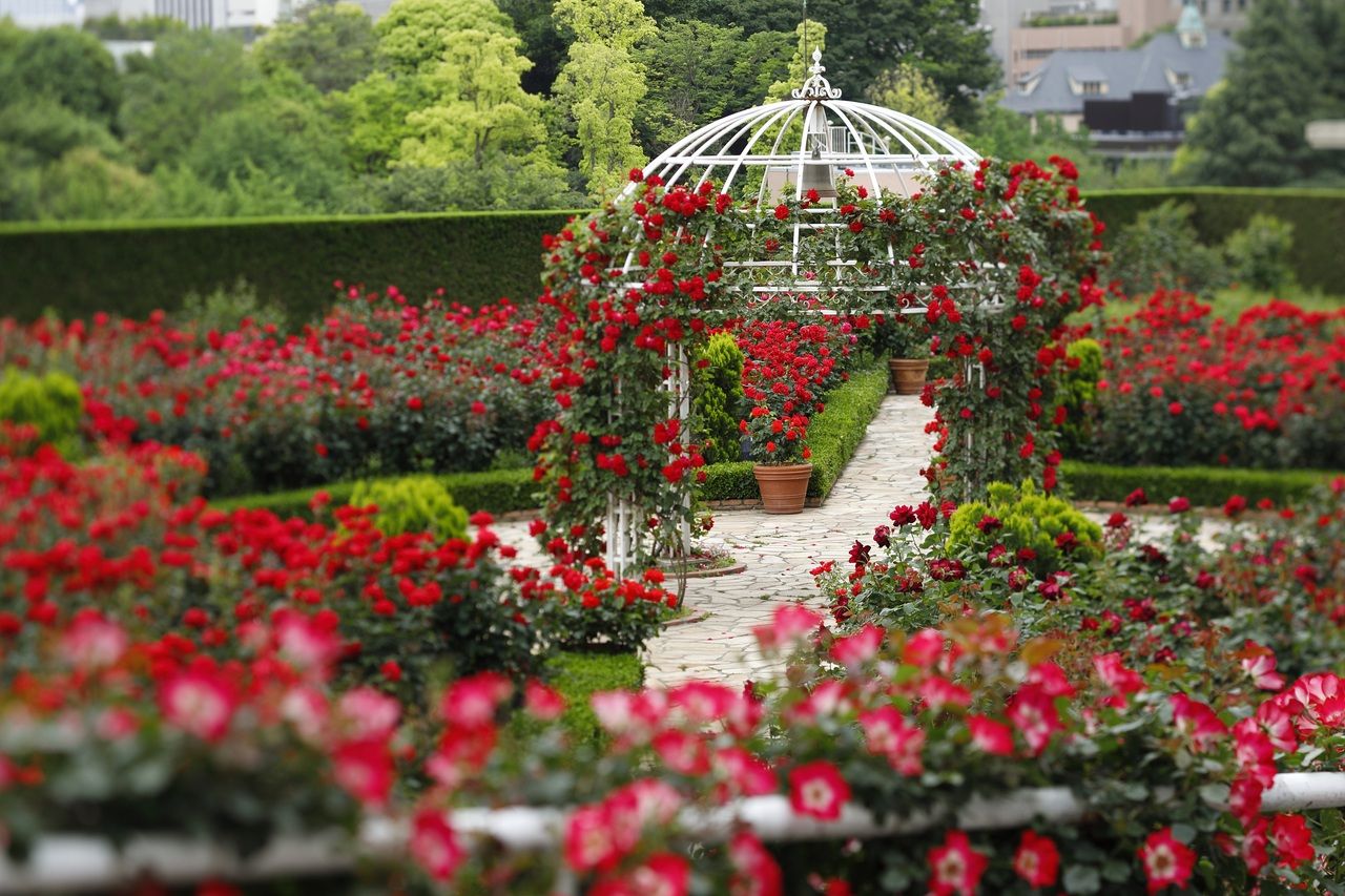  Sandwich & Dessert Buffet :*Red Rose Garden admission ticket included