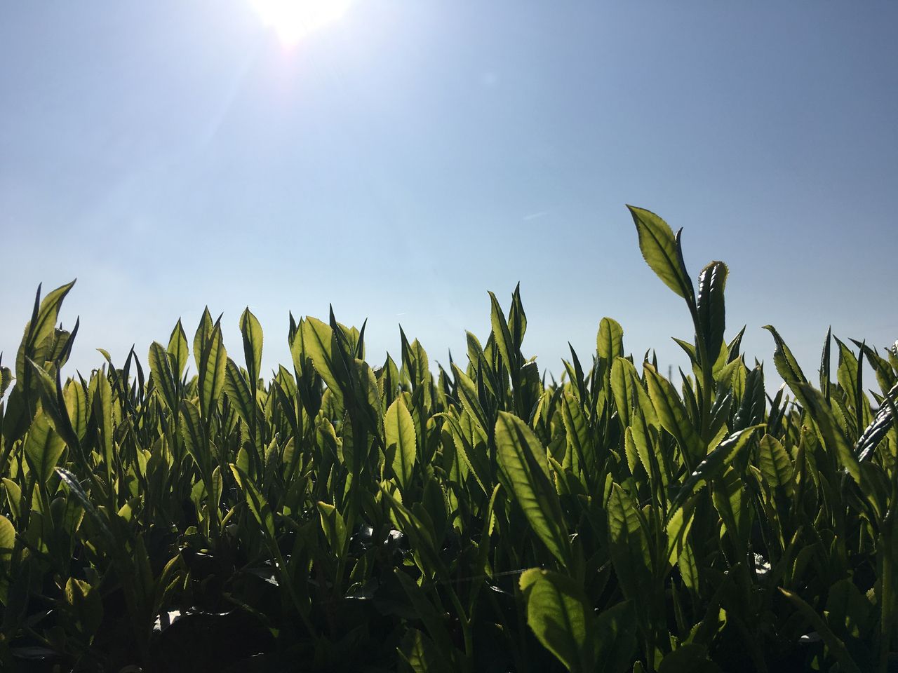 新茶を愉しむ会
