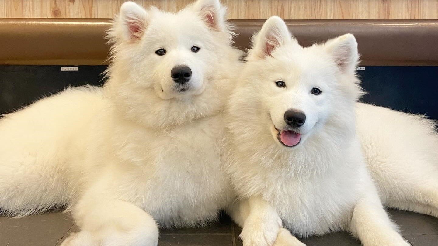 Samoyed サモエド　nugu ハンドメイドコート Coo&RIKU No.00748805 サモエド - YouTube