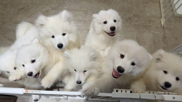 freckle seoul sinoon glowny samoyed フェケテ Japanese Samoyed happy to see his dad again for the first