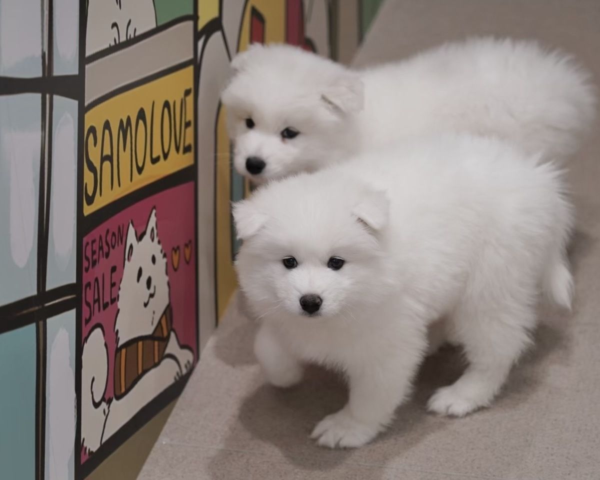 Cho! Samoyed Tsutenkaku store - Restaurant Guide - TableCheck