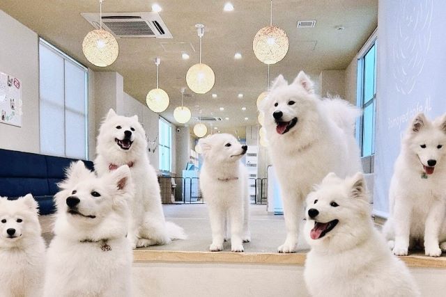 Samoyed Cafe Al KYOTO KAWARAMACHI - 레스토랑 가이드 - TableCheck
