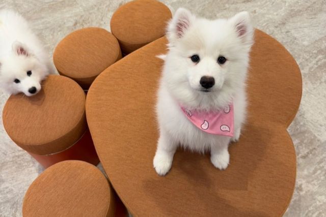 Samoyed Cafe Seoul | Hongdae